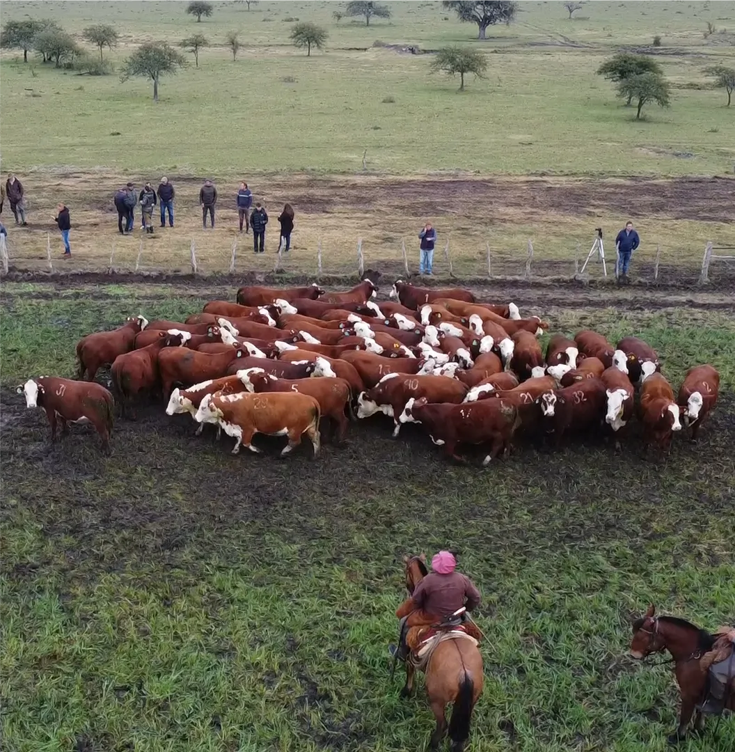 Lote 37